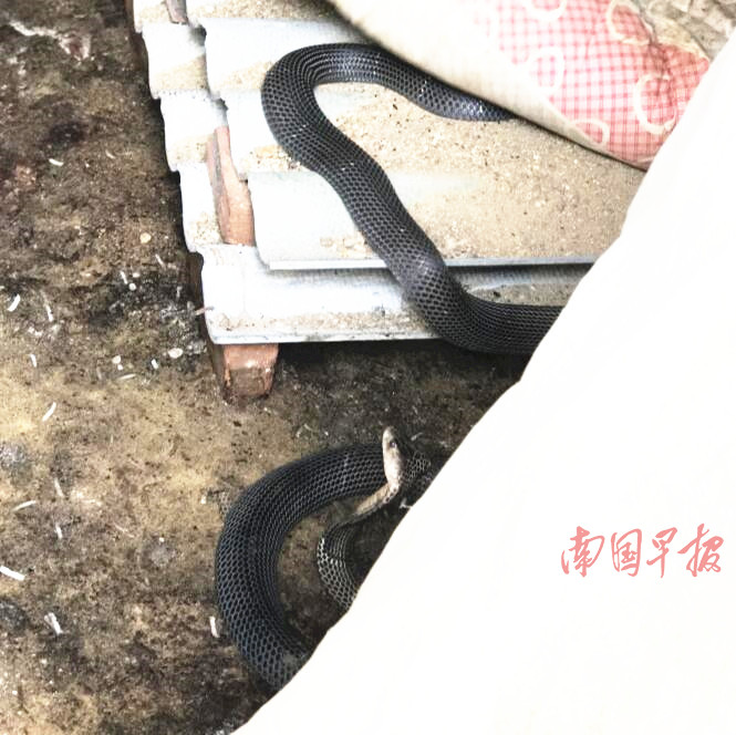 眼镜蛇出没居民区吓坏街坊 无人机锁定无证养