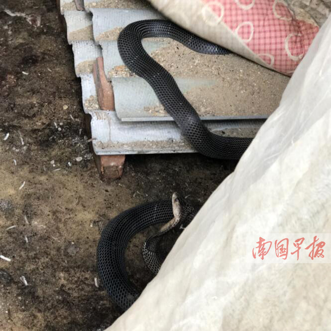 近期,有居民反映,浦北县小江镇某街道有人养蛇,而且有毒蛇偷跑出来。7月28日,浦北县森林公安局介入,查获一个涉嫌非法养殖眼镜蛇的窝点,扣押眼镜蛇198条。目前,这批蛇已被移交相关部门进行放生,养殖眼镜蛇的易某受到行政处罚。图为无证养殖场中的眼镜蛇很吓人。警方供图(广西新闻网-南国早报)