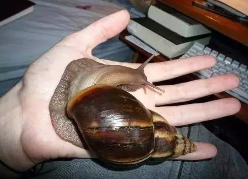 娘误食福寿螺被迫流产 爱撩螺的广西人如何辨