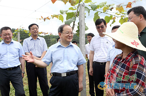 7月6日,省委书记鹿心社在崇义县铅厂镇义安村下新屋刺葡萄基地了解