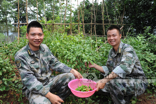 宁明县某边防哨所副哨长马贵青(右一)和哨兵陈益达一起摘新鲜的蔬菜菜