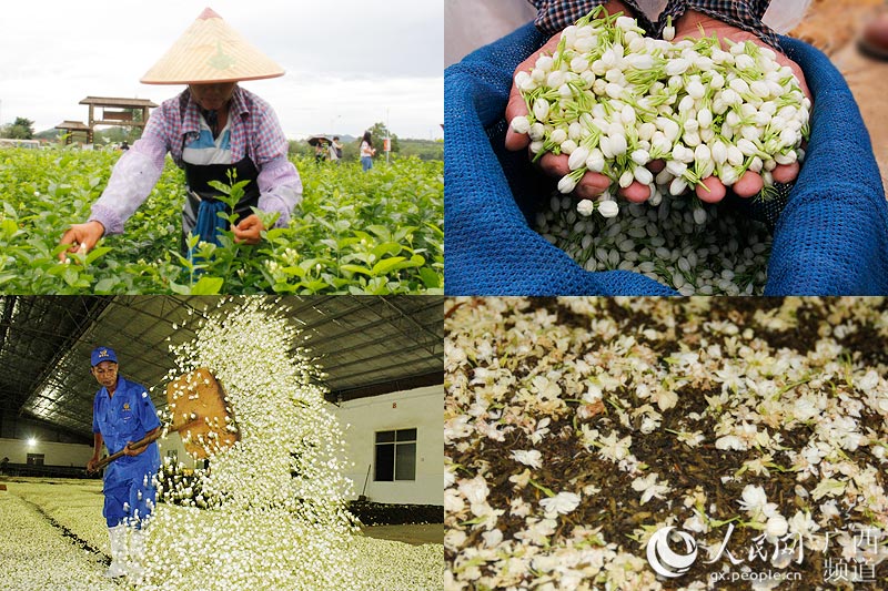 图揭茉莉花茶的制作过程