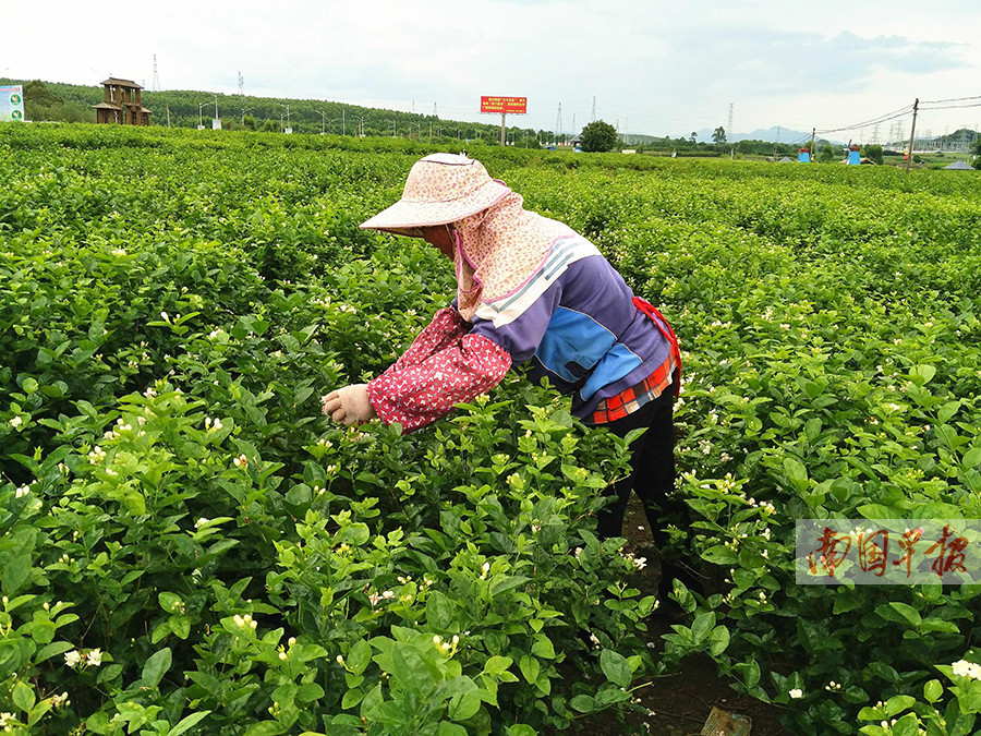 2017年中国(横县)茉莉花文化节8月26-28日举办(图)