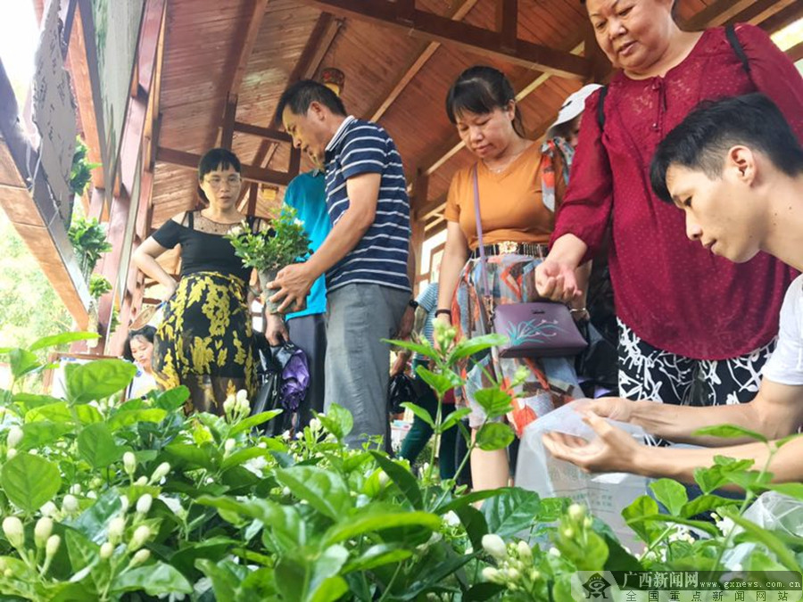 高清组图2017年中国横县茉莉花文化节开幕1518