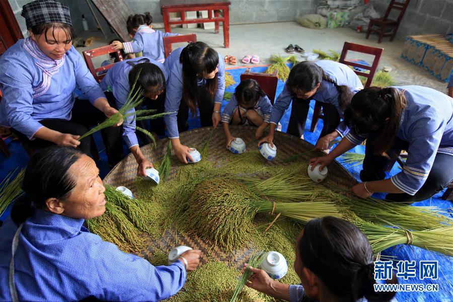 9月17日,广西河池市凤山县金牙瑶族乡上牙村那莫屯壮族群众为稻谷脱粒