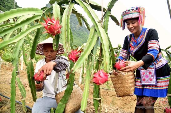 都安火龙果金秋大量上市(组图)-广西新闻网