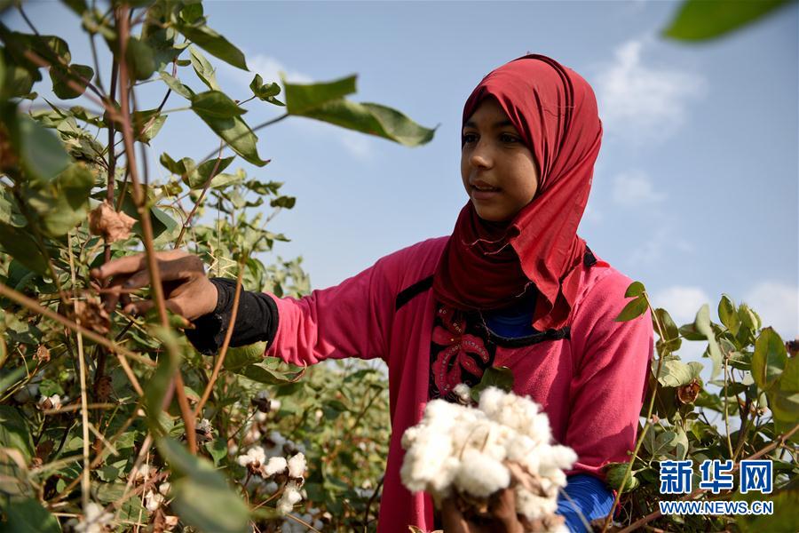 埃及棉何时再成出口“爆品”