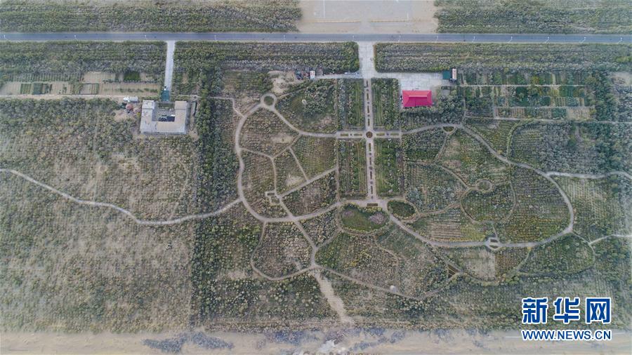 塔克拉玛干沙漠腹地的塔中沙漠植物园(9月22日摄)。建园10多年来,科研人员先后从国内外引进400多种植物。经过培育,有200余种荒漠植物保存了下来。 塔里木盆地位于新疆维吾尔自治区南部,是我国面积最大的内陆盆地。盆地中部的塔克拉玛干沙漠是世界第二大流动沙漠,位于盆地边缘的绿洲长期面临流沙侵袭,生态系统脆弱。近日,记者在地处塔里木盆地南缘的且末、于田、策勒等县看到,经长期治理,当地的森林覆盖率得到提高,风沙危害减轻,绿洲面积得到适度拓展,一些以沙漠为平台的产业已经落地。人们在探索与沙漠和谐共处的过程中,