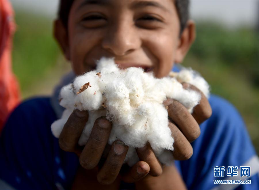 埃及棉何时再成出口"爆品"|手机广西网