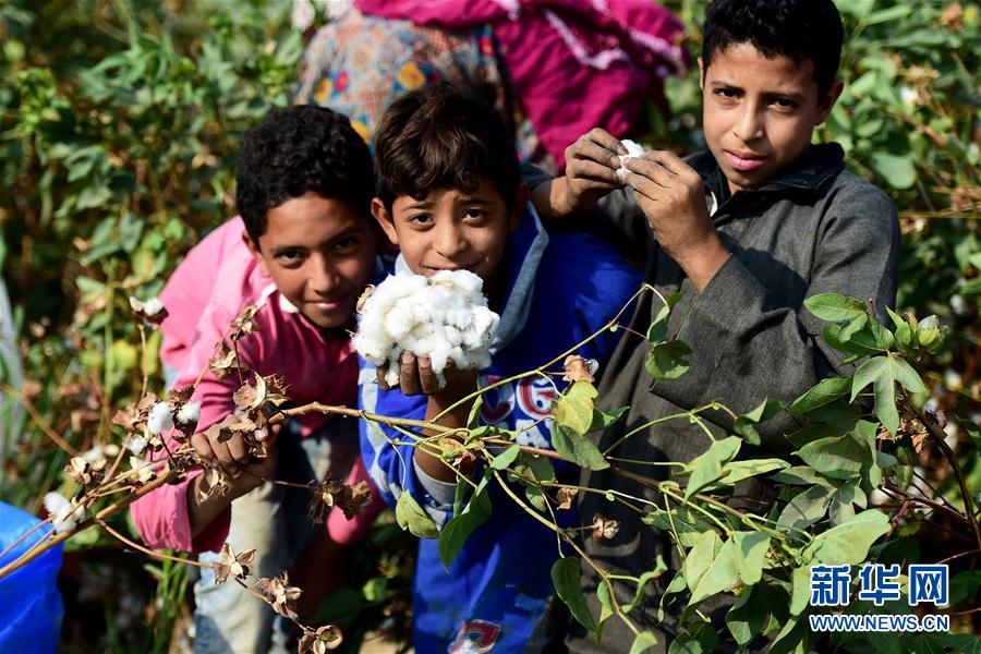 埃及棉何时再成出口爆品