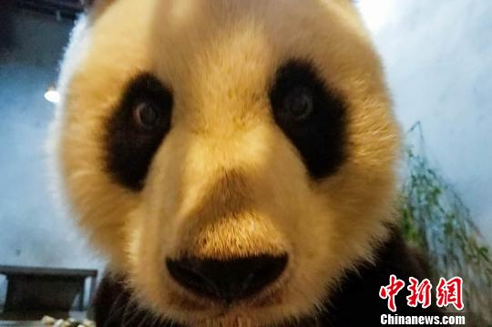 西安秦岭动物园大熊猫瘦成 皮包骨 园方:正恢复