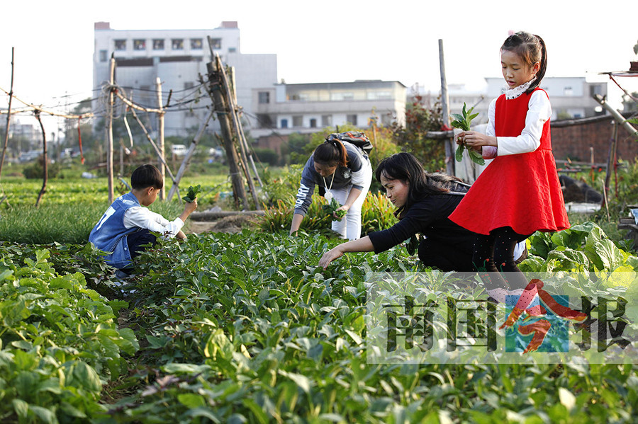 小菜园种菜租赁 e49b82c89a307fafb781c712ed1e47ca.jpg