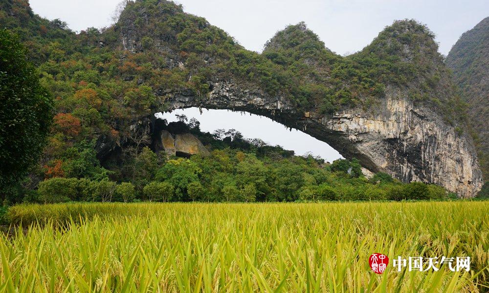 桂林平乐:稻谷金黄花儿俏 秋染青龙月亮山(组图)