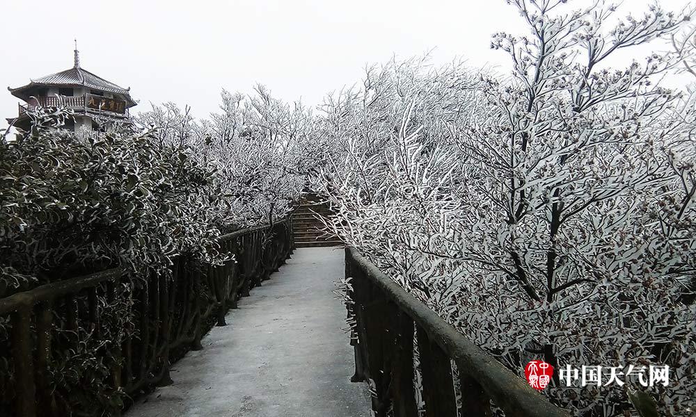 重庆金佛山小雪节气现雾凇奇观