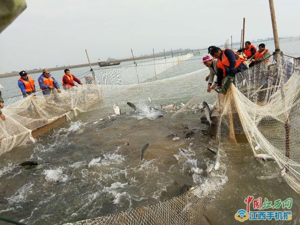 鄱阳湖壹号有机鱼冬捕成功开网(多图)