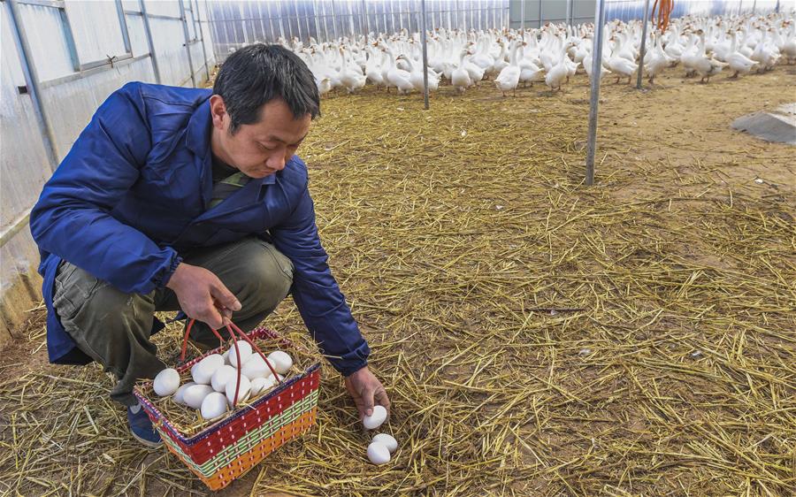 2022U8国际- U8国际官方网站- U8体育APP下载年养殖业国家扶持的项目有哪些 ?哪些养殖项目最赚钱