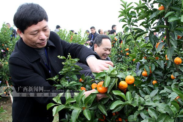 第二届永福沙糖桔交易会开幕 富硒产品引来南