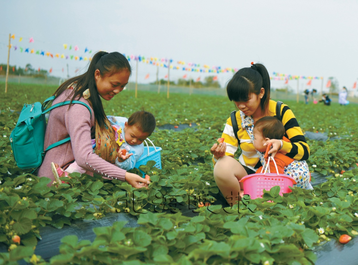 北海合浦:冬田不闲草莓酬勤