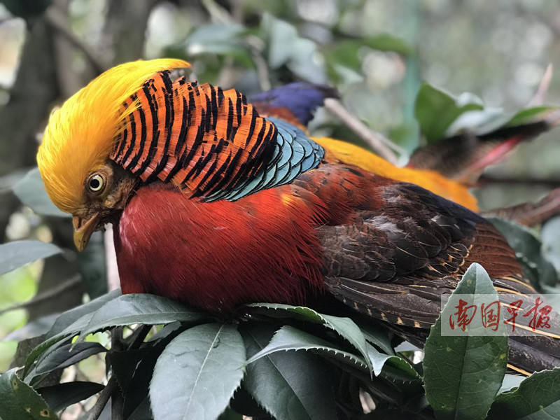 国家二级保护动物红腹锦鸡现身桂林一小区(图