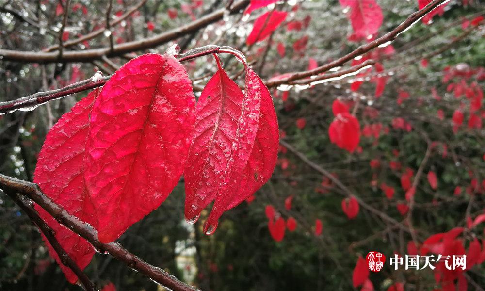武汉遭遇冻雨天气 腊梅变 冰梅