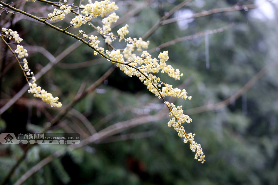 融安:大山里胡椒花严寒中绽放(组图(6/8)