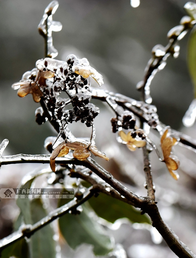 航拍:白雪覆盖群山 九万山保护区现迷人冬日雪景(12/20)