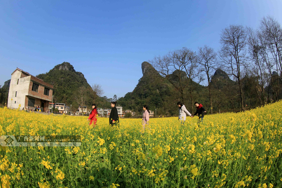 游客在柳州市融安县沙子乡红妙村油菜花田中游玩.