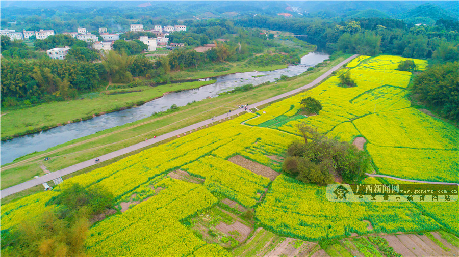 春游钦北:这些地方的油菜花美成一幅画(1/10)