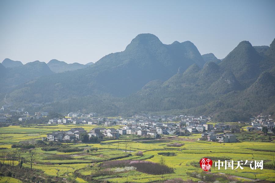 贵州省兴义市万峰林八卦田成金黄花海