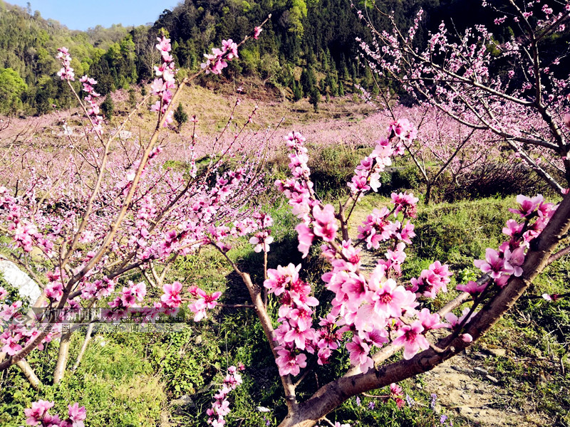 田林浪平桃花开放粉嫩似霞 引游客踏春赏花(组图)(2/4)