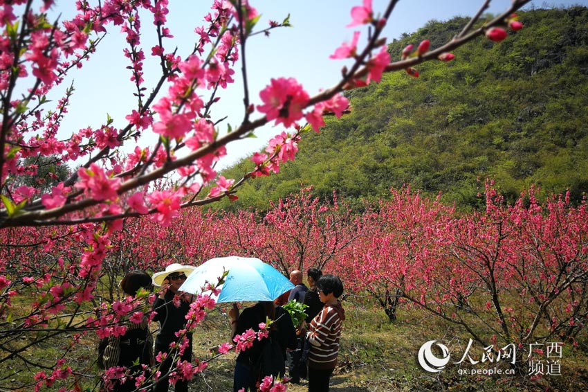 广西恭城:阳春三月 桃花争俏