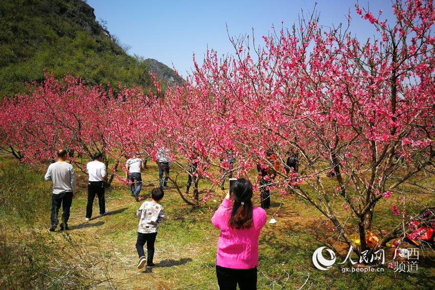 广西恭城:阳春三月 桃花争俏