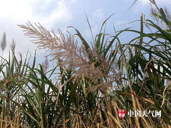 宁明天气暖和 甘蔗开花好看又新奇(图)