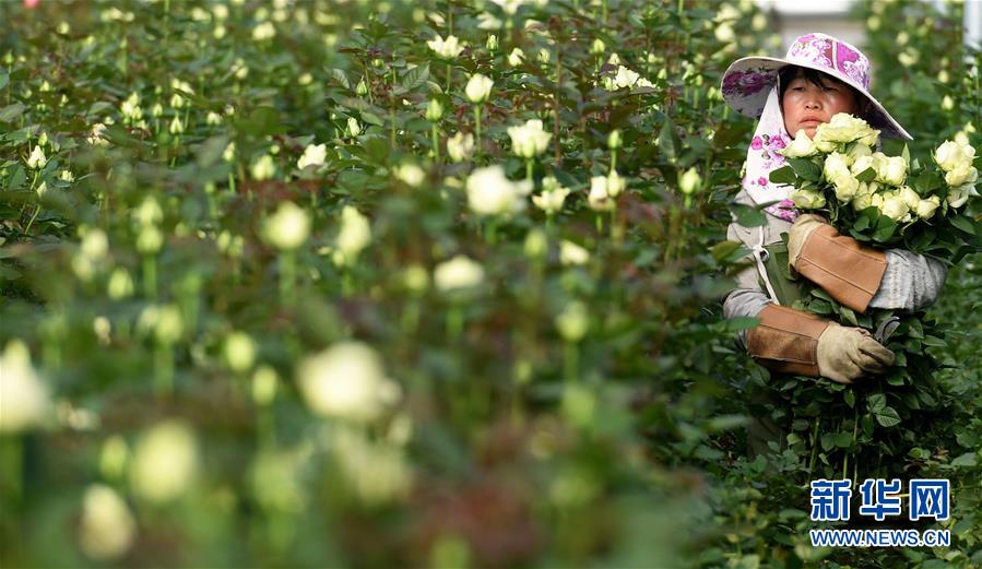 云南弥勒鲜花“香飘四海”
