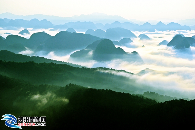 百年以上的古树将挂上带有二维码的“名片”