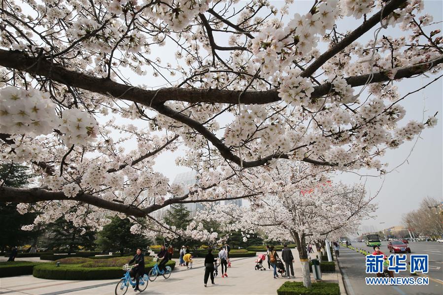 3月28日,人们在山东省潍坊市人民广场观赏盛开的樱花.