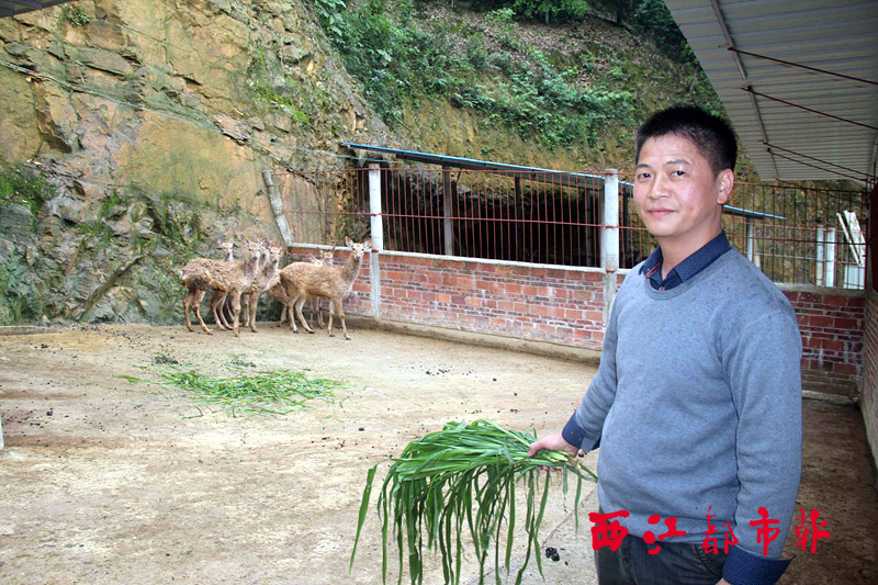 苍梧县京南镇梅花鹿养殖场实现养殖和自主繁殖-广西新闻网