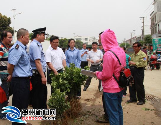 富川工商整治柑橘苗木市场 确保柑橘产业健康