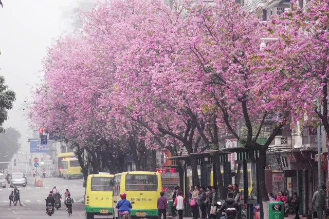 梧州:春深花簇 梧城意浓(组图)