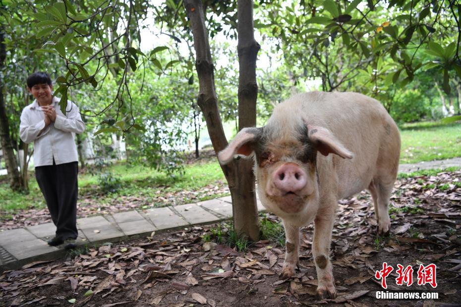 汶川地震猪坚强伤病痊愈 恢复每日散步计划(