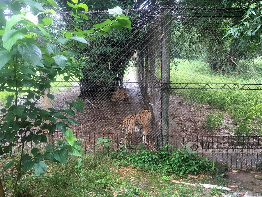 桂林发生老虎伤人事件 1名饲养员被咬死