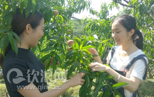 钦南区台湾农民创业园台果休闲果场 游客高兴地采摘 钦南区台湾农民创业园台果休闲果场 游客高兴地采摘