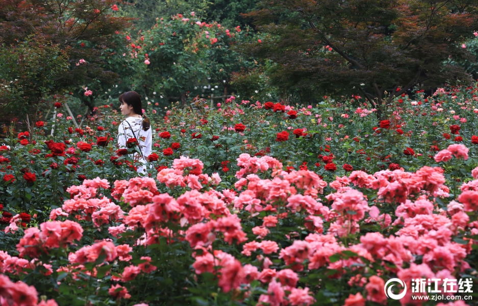 迷醉游人!杭城网红月季打卡地了解一下