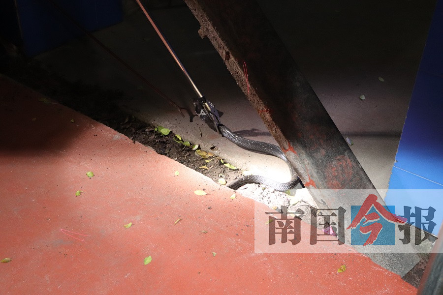 天气炎热“客人”来串门 职工吓得不敢回宿舍(图)