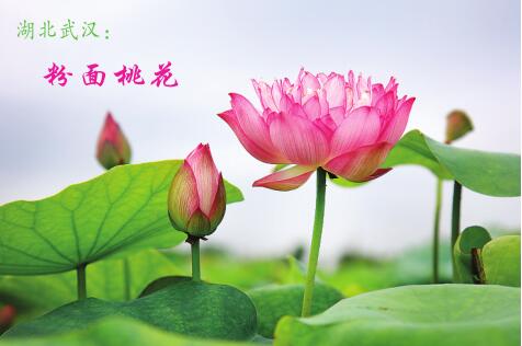 选送第32届全国荷花展览的荷花品种——粉面桃花