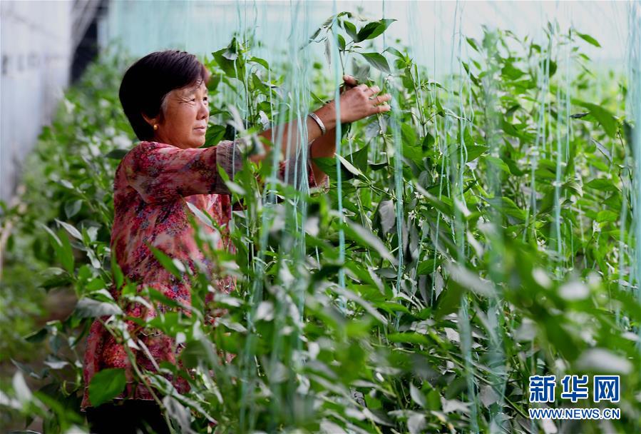 河南温县因地制宜产业扶贫