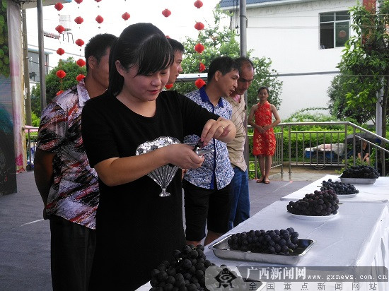 激情七月瓜果瓢香鹿寨县第四届葡萄文化节开幕