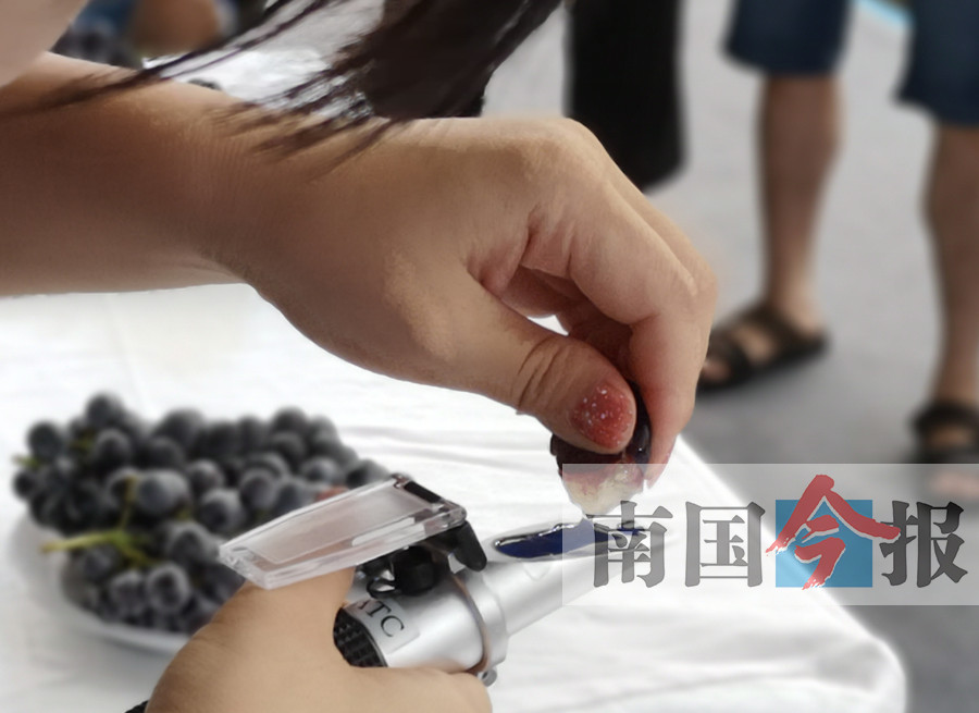 鹿寨县第四届葡萄文化节开幕 果香飘溢醉游人(图)