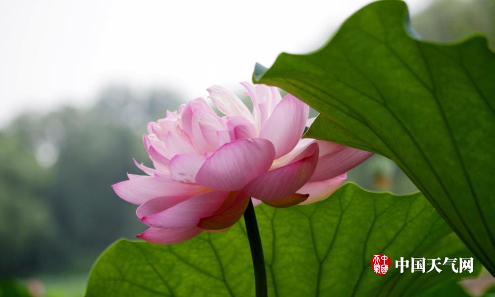 京城荷花竟然那么美!风姿绰约娇艳欲滴