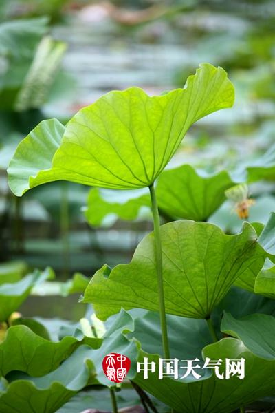 京城荷花竟然那么美!风姿绰约娇艳欲滴